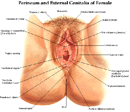 The Female Genitalia